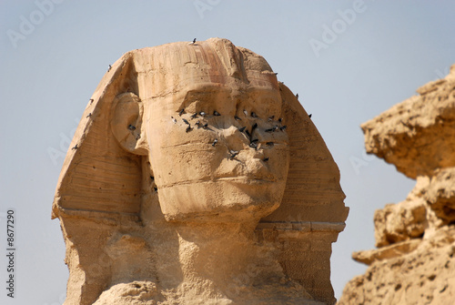 SHINX OF GIZEH COVERED BY BIRDS