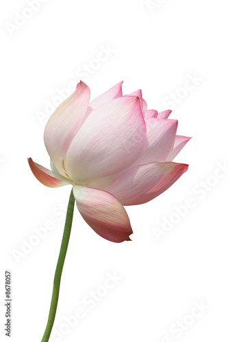 Lotus flower isolated on white background