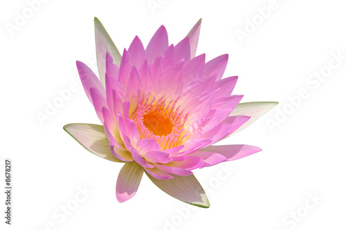 Lotus flower