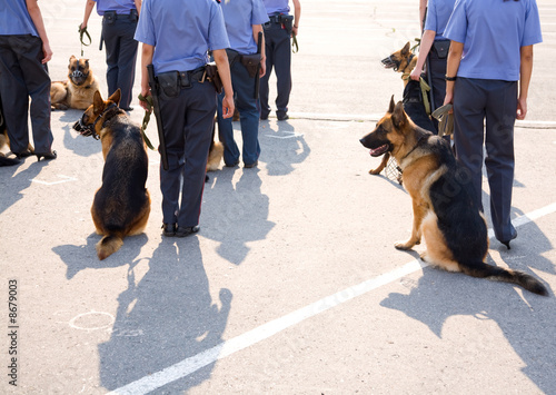 working dog photo