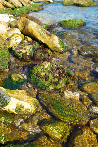 Coast with stones with green marine algae.