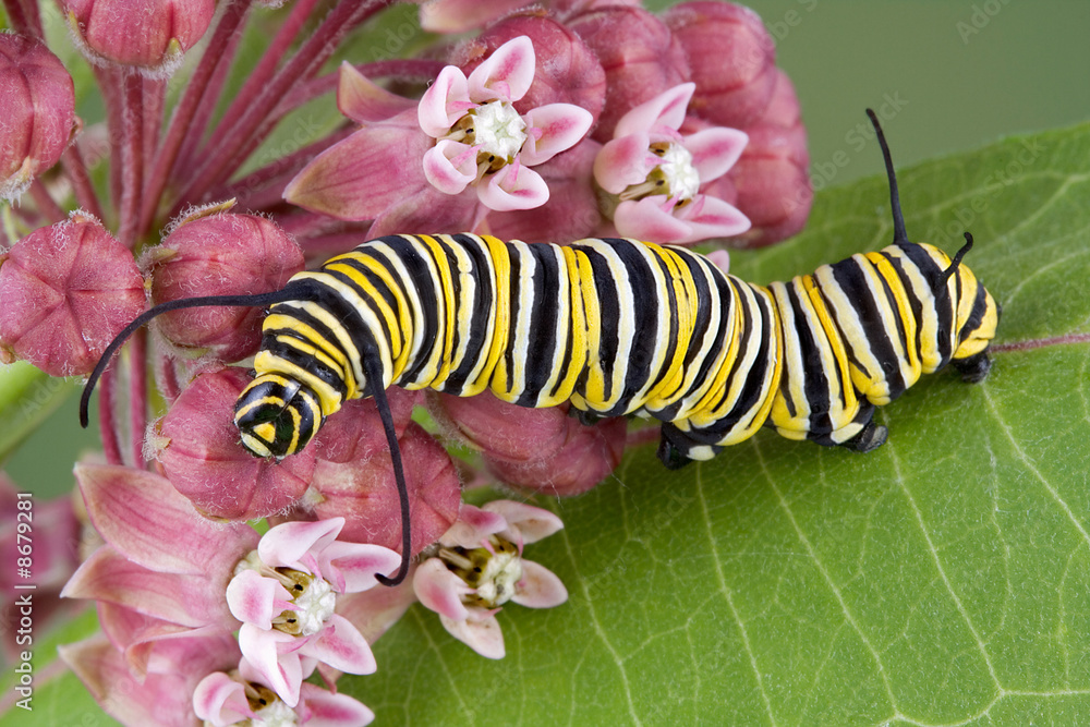 Fototapeta premium Monarch caterpillar on milkweed c