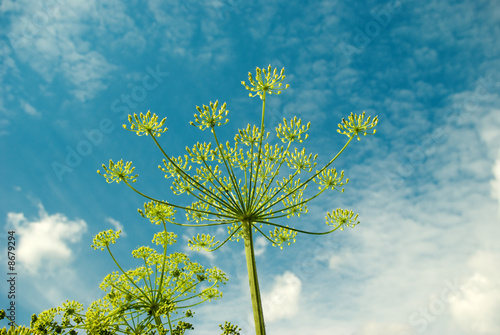 Years landscape .Apiaceae  Umbelliferae .