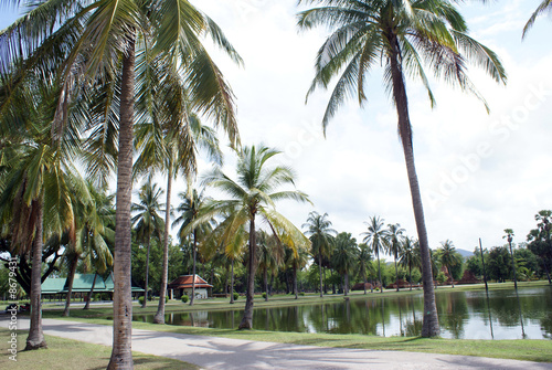 Palm trees and pond in Sukhotai