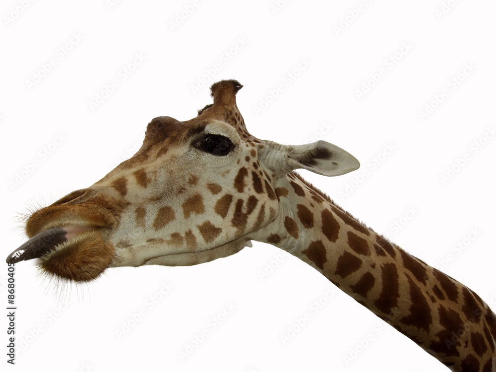 Giraffe safari park