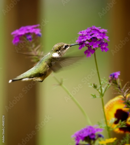 Hummingbird feeding at a purple flower