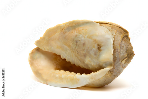 Ocean cockleshell isolated on white