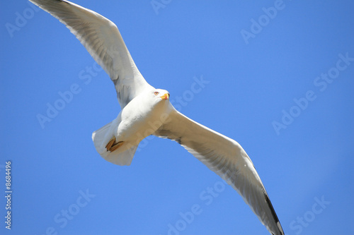 mouette