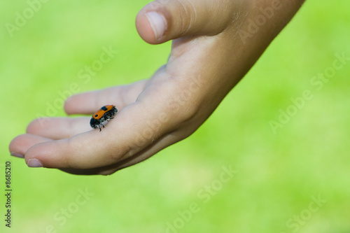 ladybug