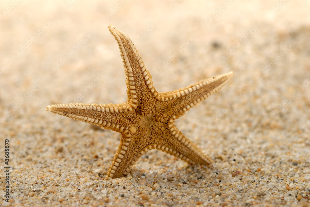 étoile de mer étoile de mer