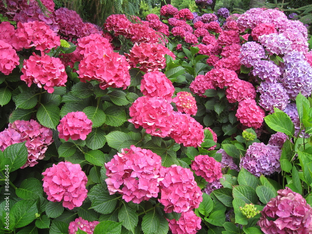 fleurs d'hortensia fleurs d'hortensia