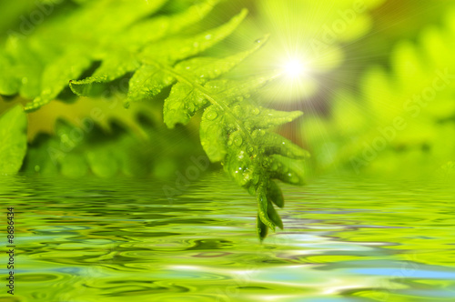 fern leaf reflected in water