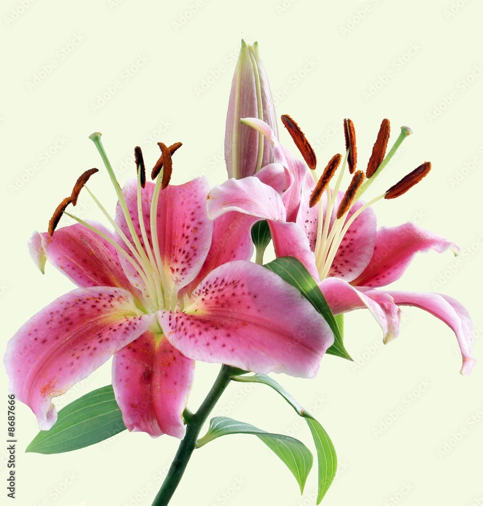 pretty pink lilies