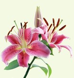 pretty pink lilies
