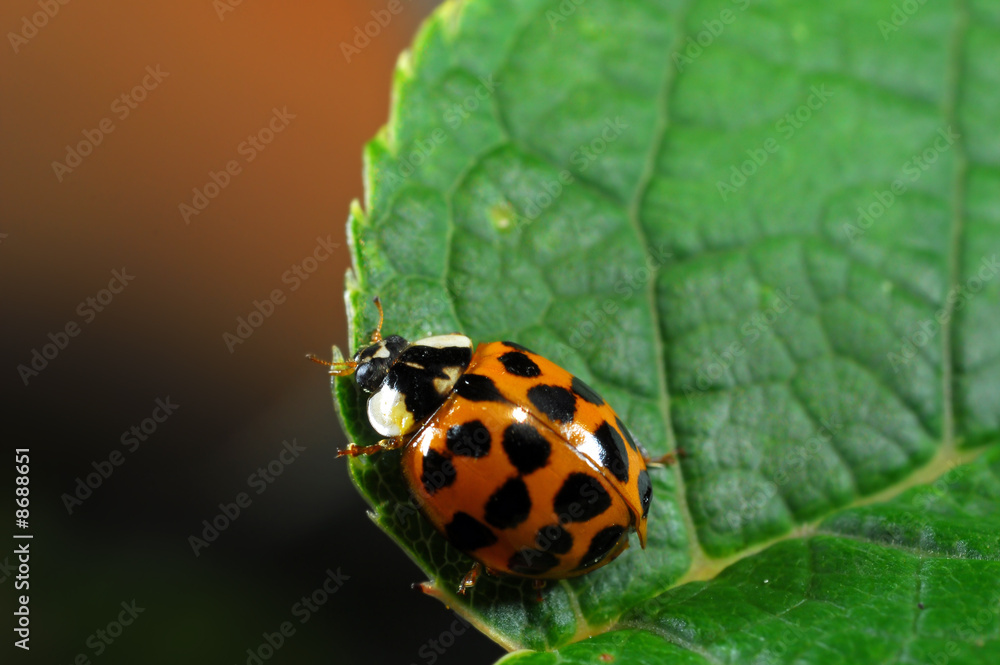 Obraz premium Lady bird