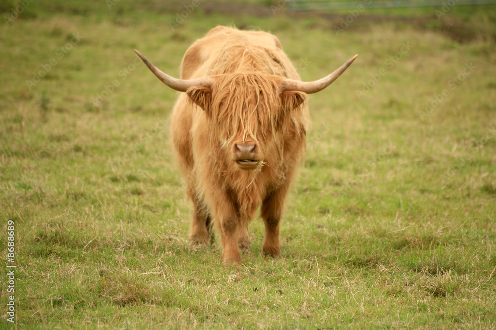 Scottish Highland cow walking towards camera Scottish Highland cow walking towards camera