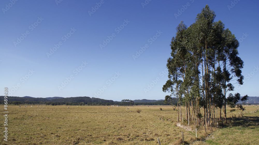 Weideflächen in Südbrasilien