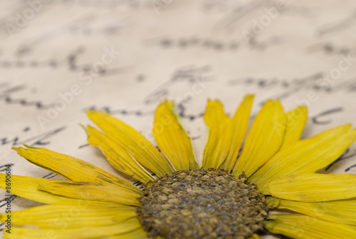getrocknete Blume