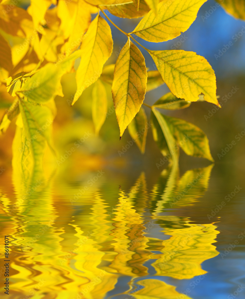 Obraz premium Autumn leaves