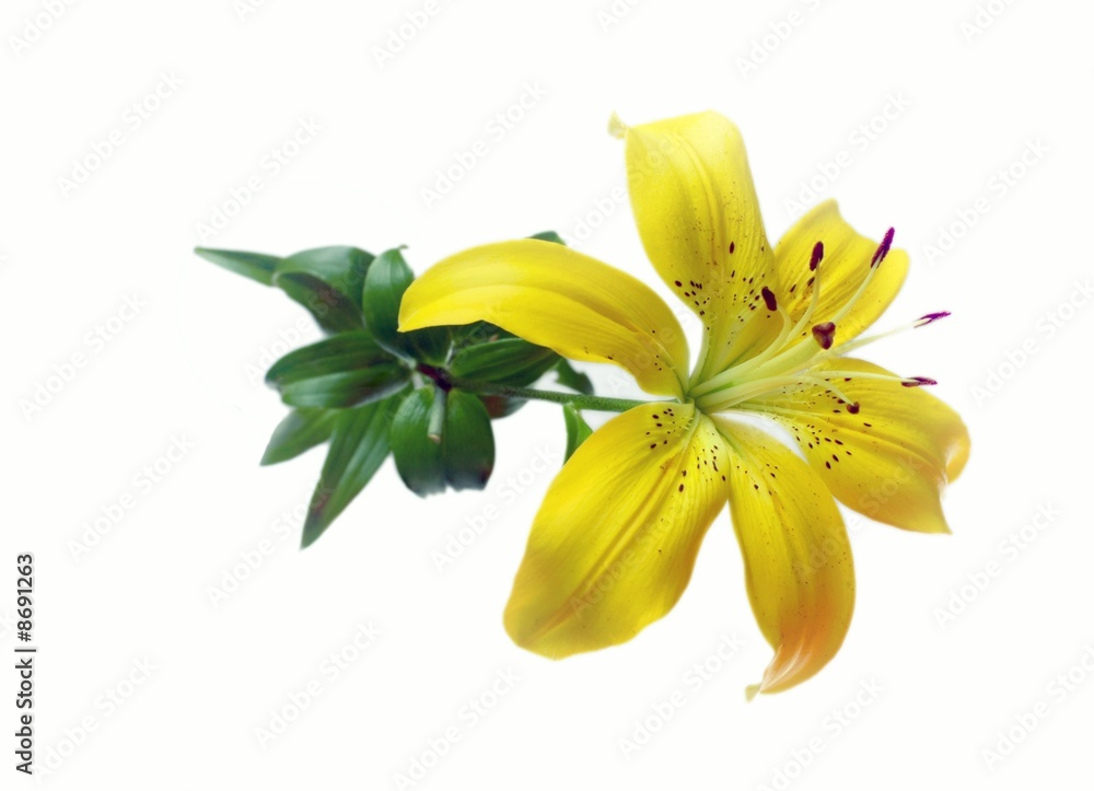 Obraz premium Flower lily