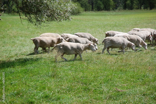 sheeps on field