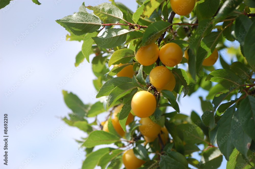 plum tree fruits
