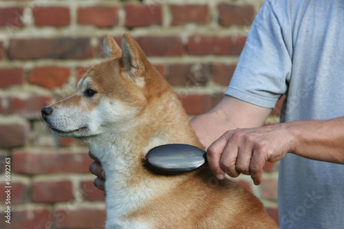 brossage d'un chien