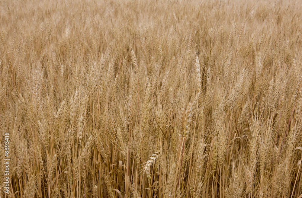 Wheat at summer Wheat at summer