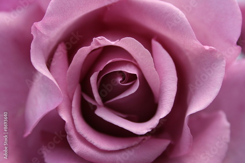 rosa2