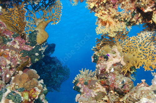 Paysage corallien de la Mer Rouge