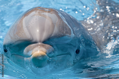 Photographie dolphin