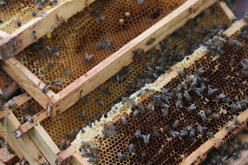 Bienenwaben Bienenwaben