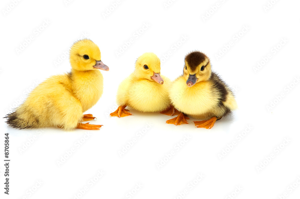 Three little duckling