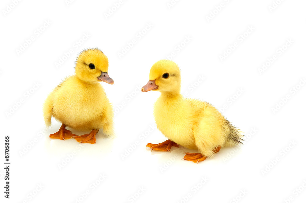 Two little duckling.