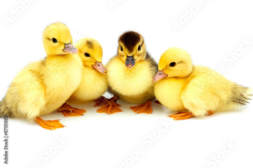 Four little ducklings.