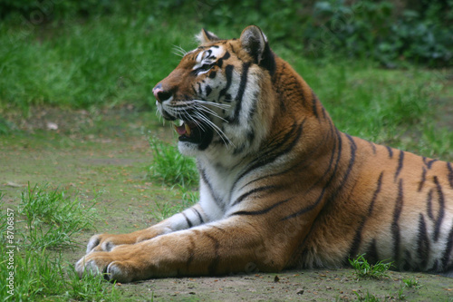 Tigre couch   gros plan