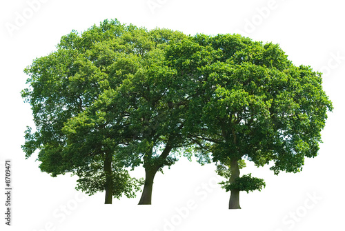Tableau sur toile Three Tree Copse