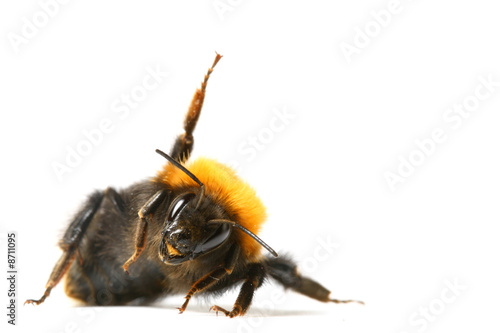 dance bumble bee photo