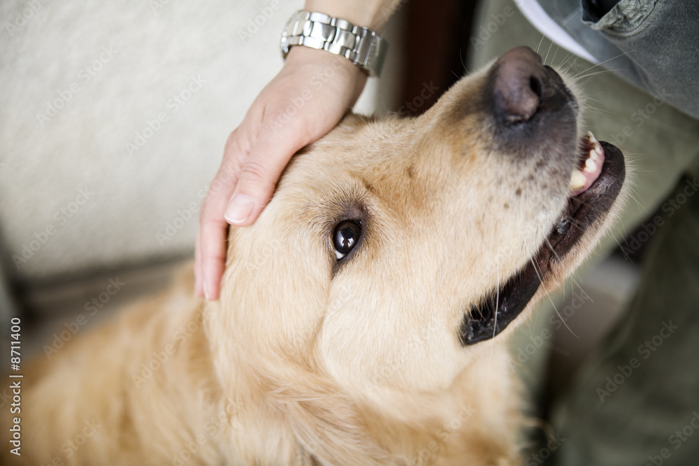 Hand gently caressing golden retriever dog's head