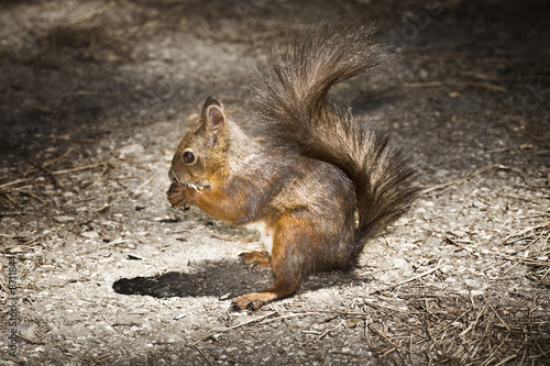 Squirrel in the park