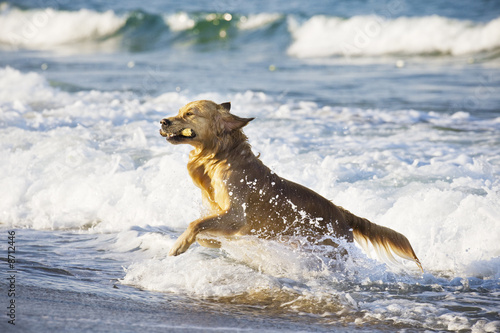 Fototapeta Naklejka Na Ścianę i Meble -  Golden retriever with a stick in his mouth comes out of the waves