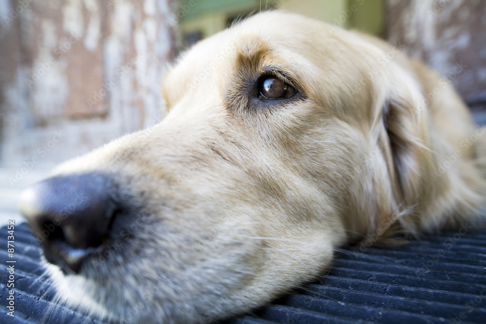 Extreme close up portrait of golden Retriever with wide angle lens Extreme close up portrait of golden Retriever with wide angle lens