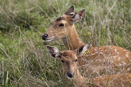 Fawns in Grass