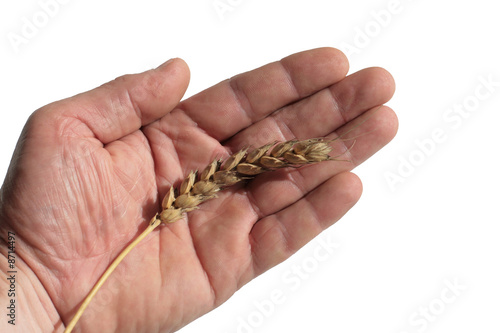 Wheaten ear on a palm