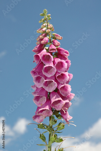 foxglove