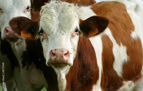 Vaches