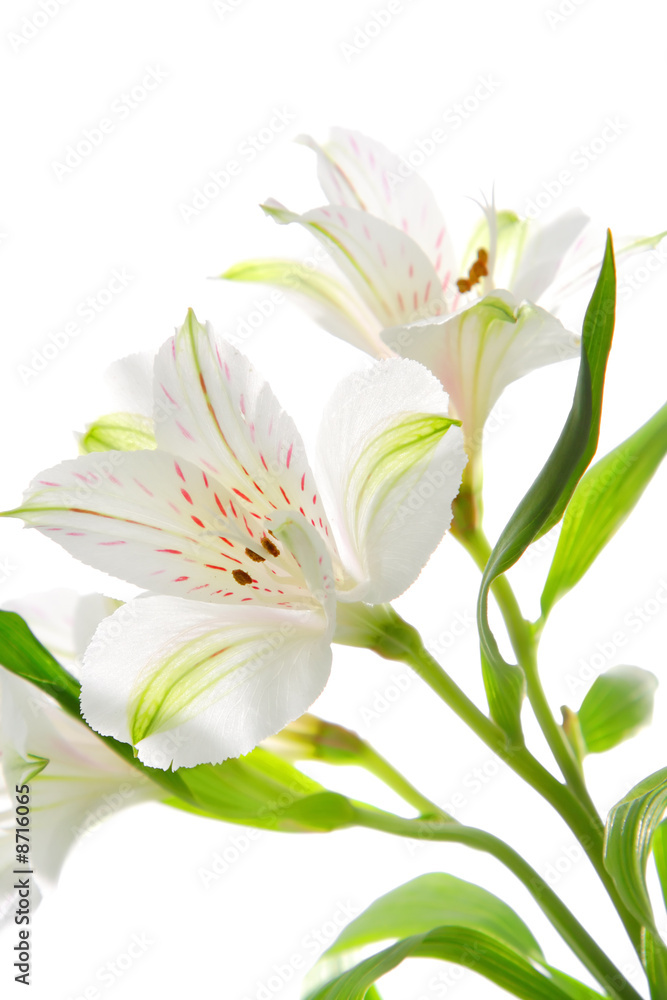 Fototapeta premium Alstroemeria flowers