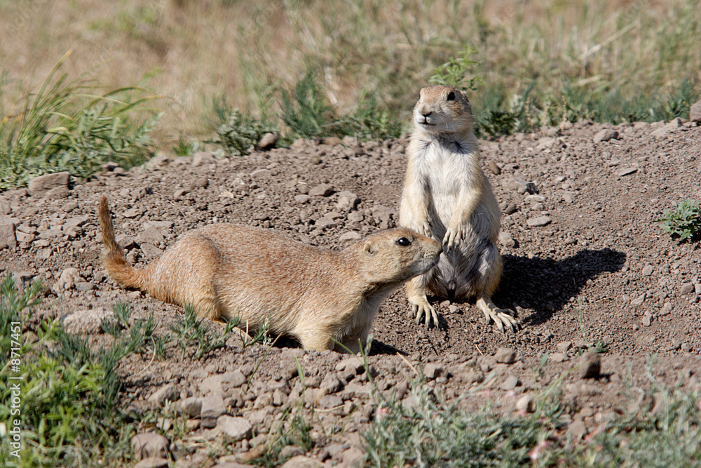 Fototapeta premium Prairie dog in the field 6.