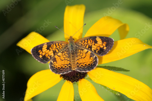 Pearl Crescent Butterfly (Phyciodes tharos) photo