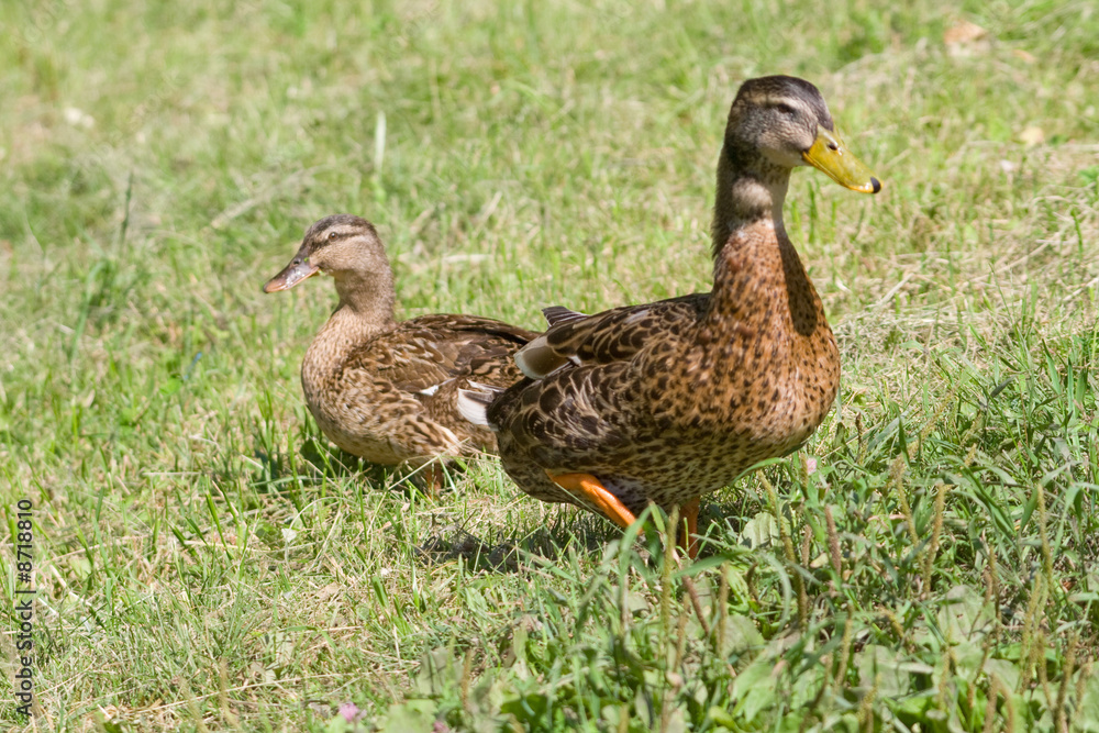Ducks Ducks
